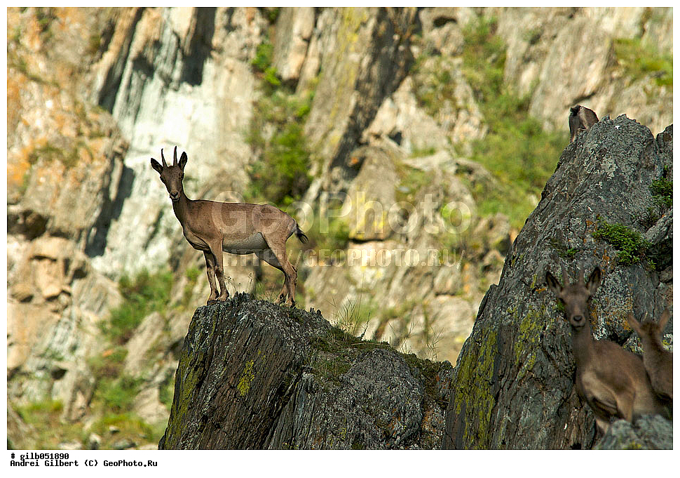 �������, ��������� ������ �����,  �������� ���� 