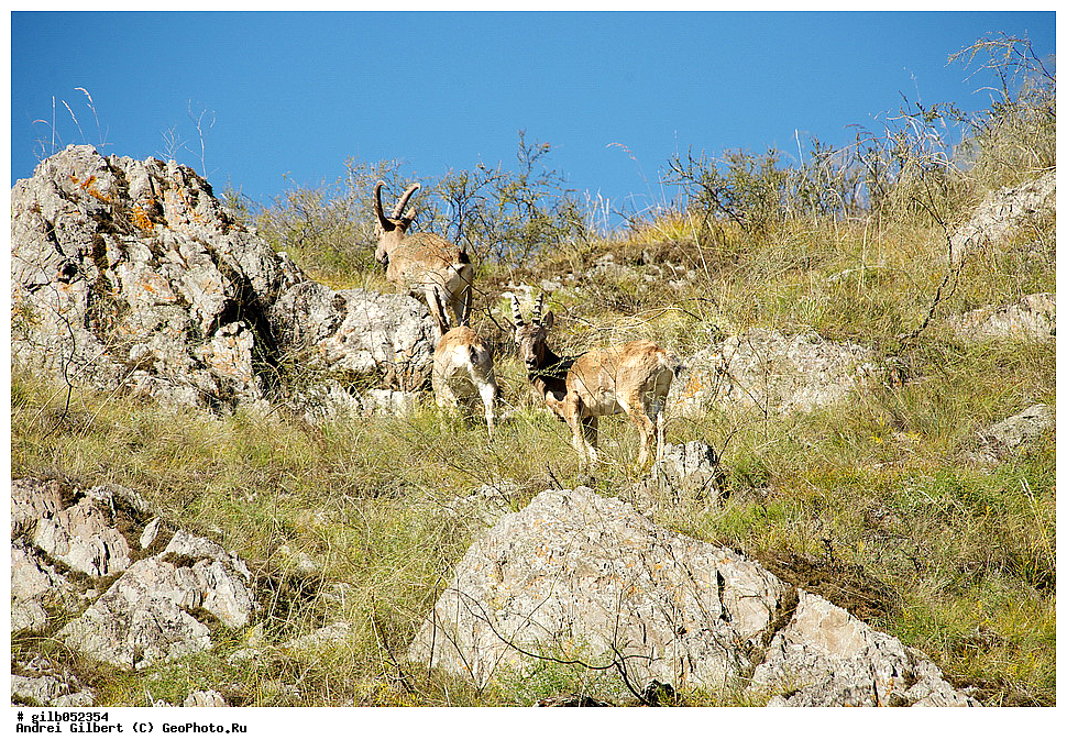 �������, ��������� ������ �����,  �������� ���� 