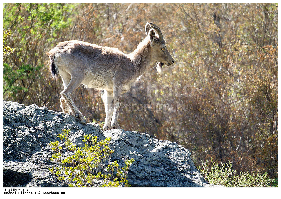 �������, ��������� ������ �����,  �������� ���� 