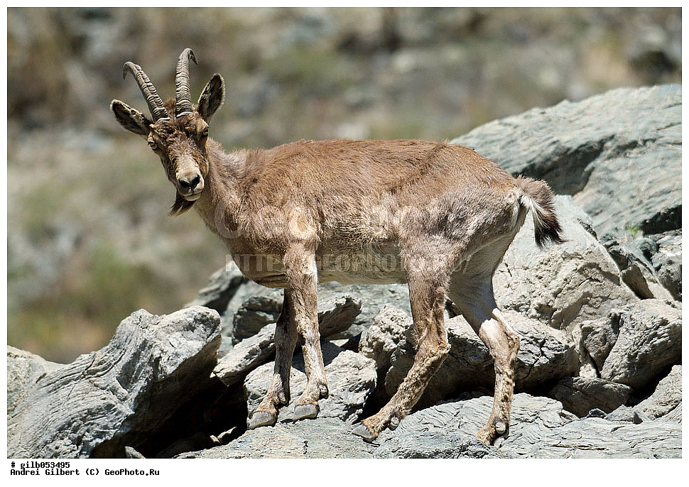 �������, ��������� ������ �����,  �������� ���� 