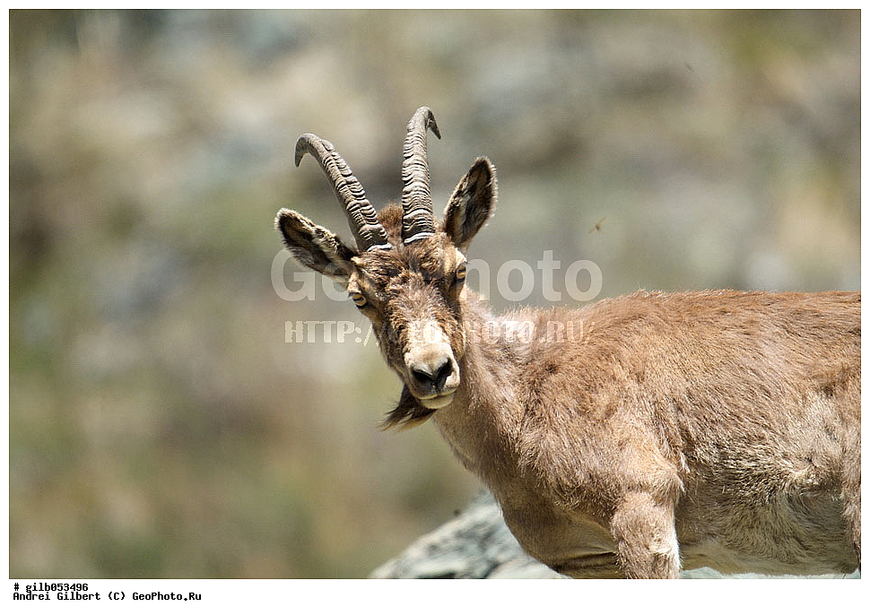 �������, ��������� ������ �����,  �������� ���� 