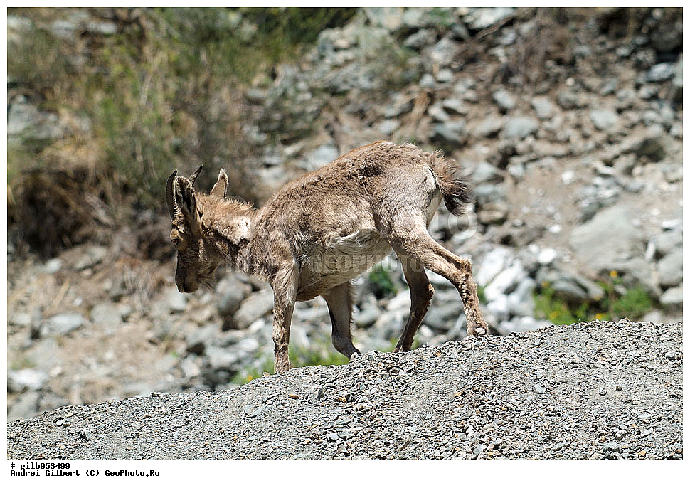 �������, ��������� ������ �����,  �������� ���� 