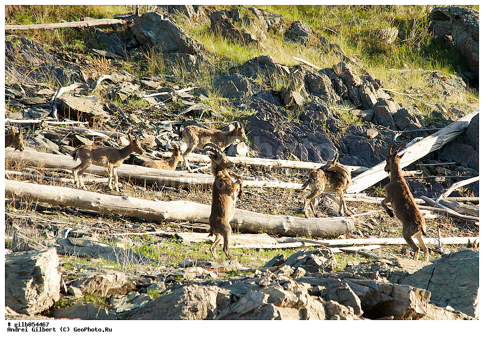 �������, ��������� ������ �����,  �������� ���� 