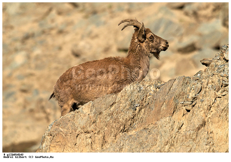 �������, ��������� ������ �����,  �������� ���� 