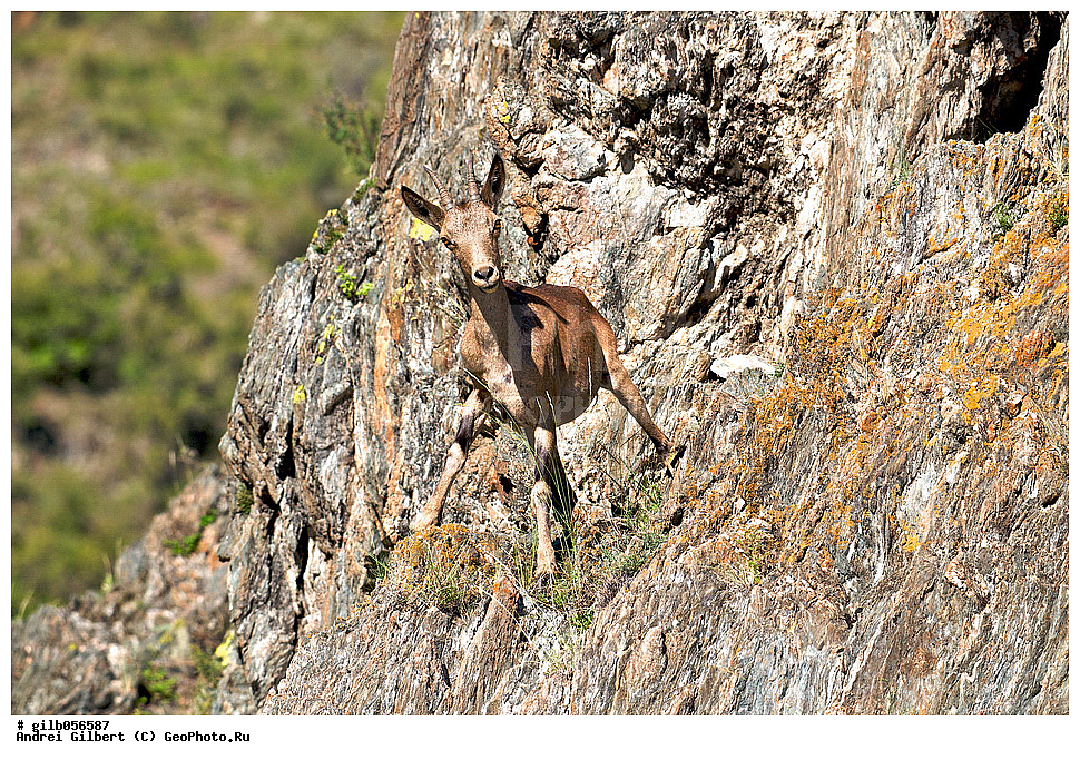 �������, ��������� ������ �����,  �������� ���� 