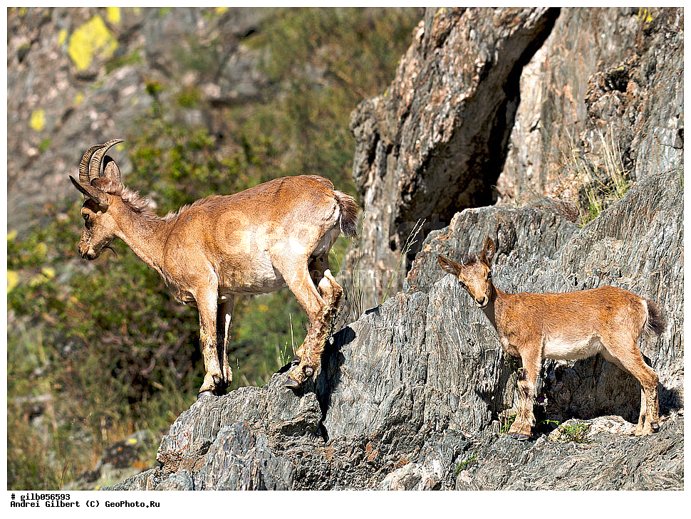 �������, ��������� ������ �����,  �������� ���� 