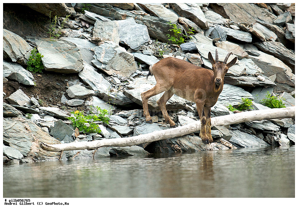 �������, ��������� ������ �����,  �������� ���� 