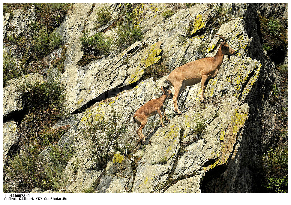 �������, ��������� ������ �����,  �������� ���� 