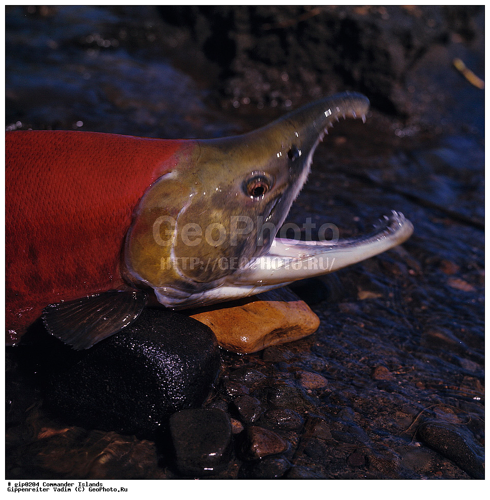 ������������ �������, �������� ����������,  1971 �, ������, ������� ������, ������ �������, ��������� ����, ���� �������, ������� � ������, ��������, ��������, ����� �����, ���������� ���� ������, ���������, ����������, ������������ ����������, ��������, ��������, ����, ����, XYZ, ��������, ���������, Salmonidae, �����, �������, ��������, Oncorhynchus nerka, ��������� ����