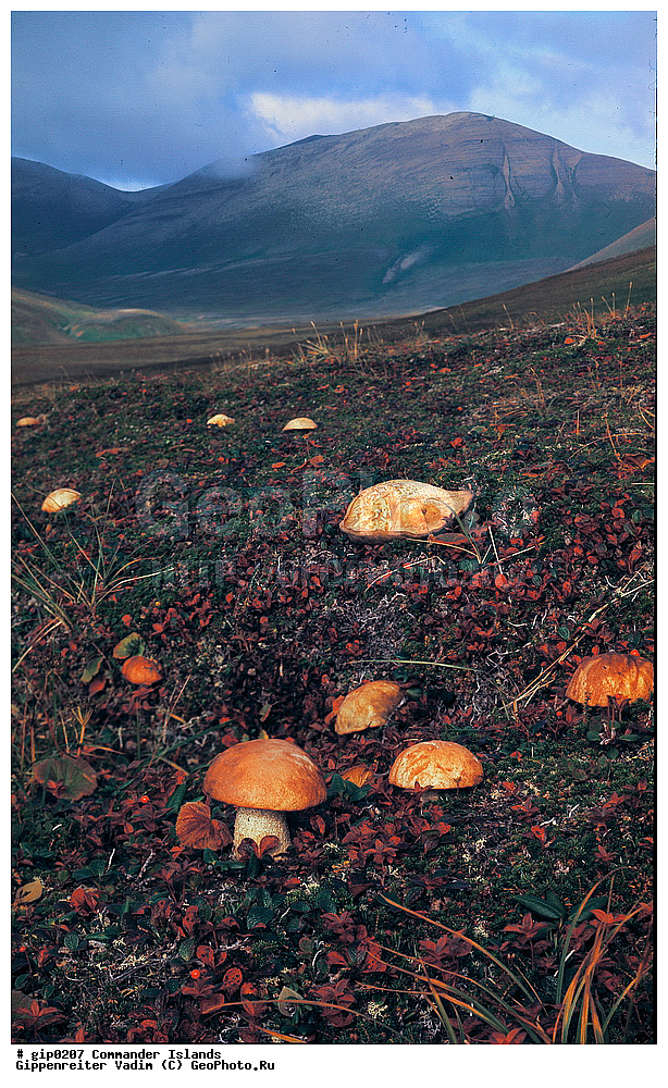 ������������ �������, �������� ����������,  1971 �, ������, ������� ������, ������ �������, ��������� ����, ���� �������, ������� � ������, ��������, ��������, ����� �����, ���������� ���� ������, ���������, ����������, ������������ ����������, ��������� ����