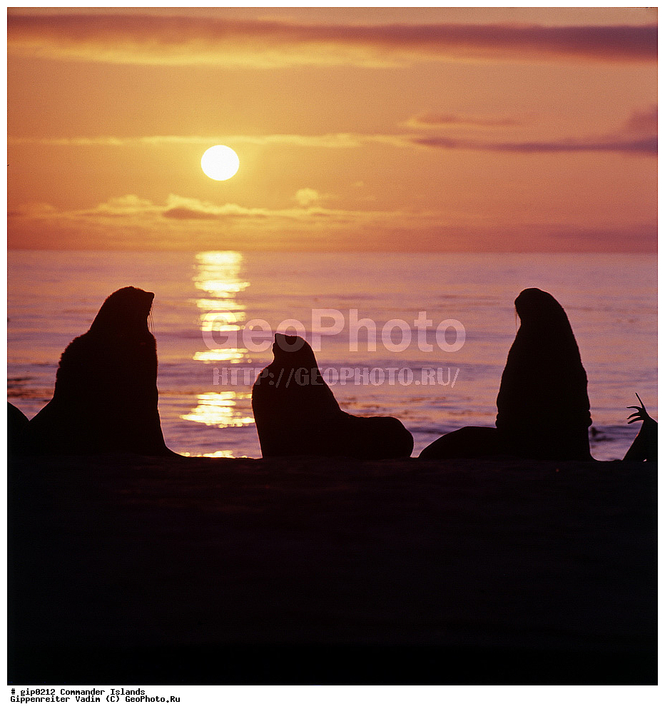 ������������ �������, �������� ����������,  1971 �, ������, ������� ������, ������ �������, ��������� ����, ���� �������, ������� � ������, ��������, ��������, ����� �����, ���������� ���� ������, ���������, ����������, ������������ ����������, ��������, ��������, �������������, �������������, �����, �����, ������� �������������, ������� �������������, ������� �����, ������� �����, XYZ, ������� ������, Otariidae, �������� ������� �����, ������� ���, Callorhinus ursinus, ��������� ����