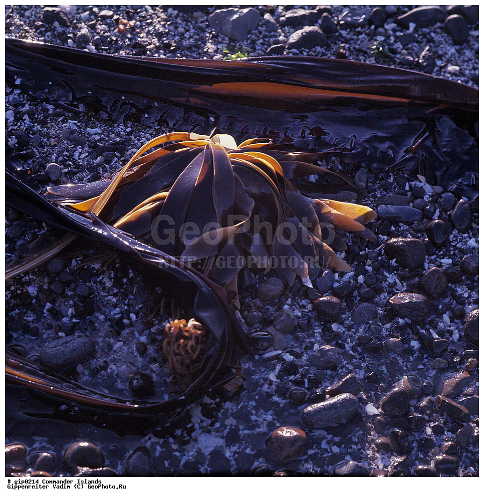 ������������ �������, �������� ����������,  1971 �, ������, ������� ������, ������ �������, ��������� ����, ���� �������, ������� � ������, ��������, ��������, ����� �����, ���������� ���� ������, ���������, ����������, ������������ ����������, ��������� ����