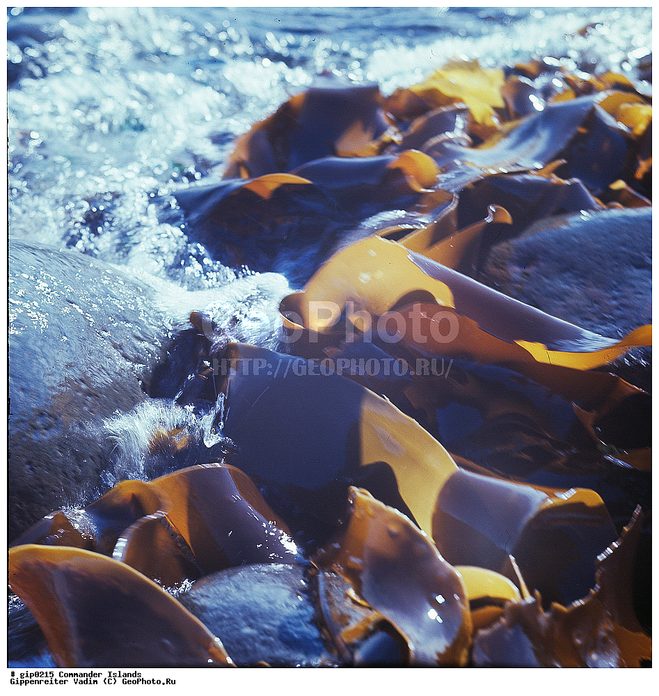 ������������ �������, �������� ����������,  1971 �, ������, ������� ������, ������ �������, ��������� ����, ���� �������, ������� � ������, ��������, ��������, ����� �����, ���������� ���� ������, ���������, ����������, ������������ ����������, ��������� ����