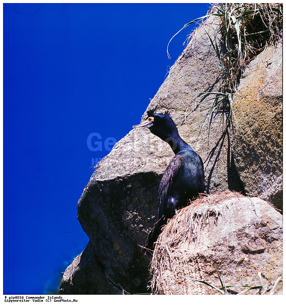 ������������ �������, �������� ����������,  1971 �, ������, ������� ������, ������ �������, ��������� ����, ���� �������, ������� � ������, ��������, ��������, ����� �����, ���������� ���� ������, ���������, ����������, ������������ ����������, ��������, ��������, �����, �����, ��������, �����������, ������� �����, ������� �����, XYZ, (����������, Phalacrocoracidae, ����������� ������, Phalacrocorax urile, ��������� ����