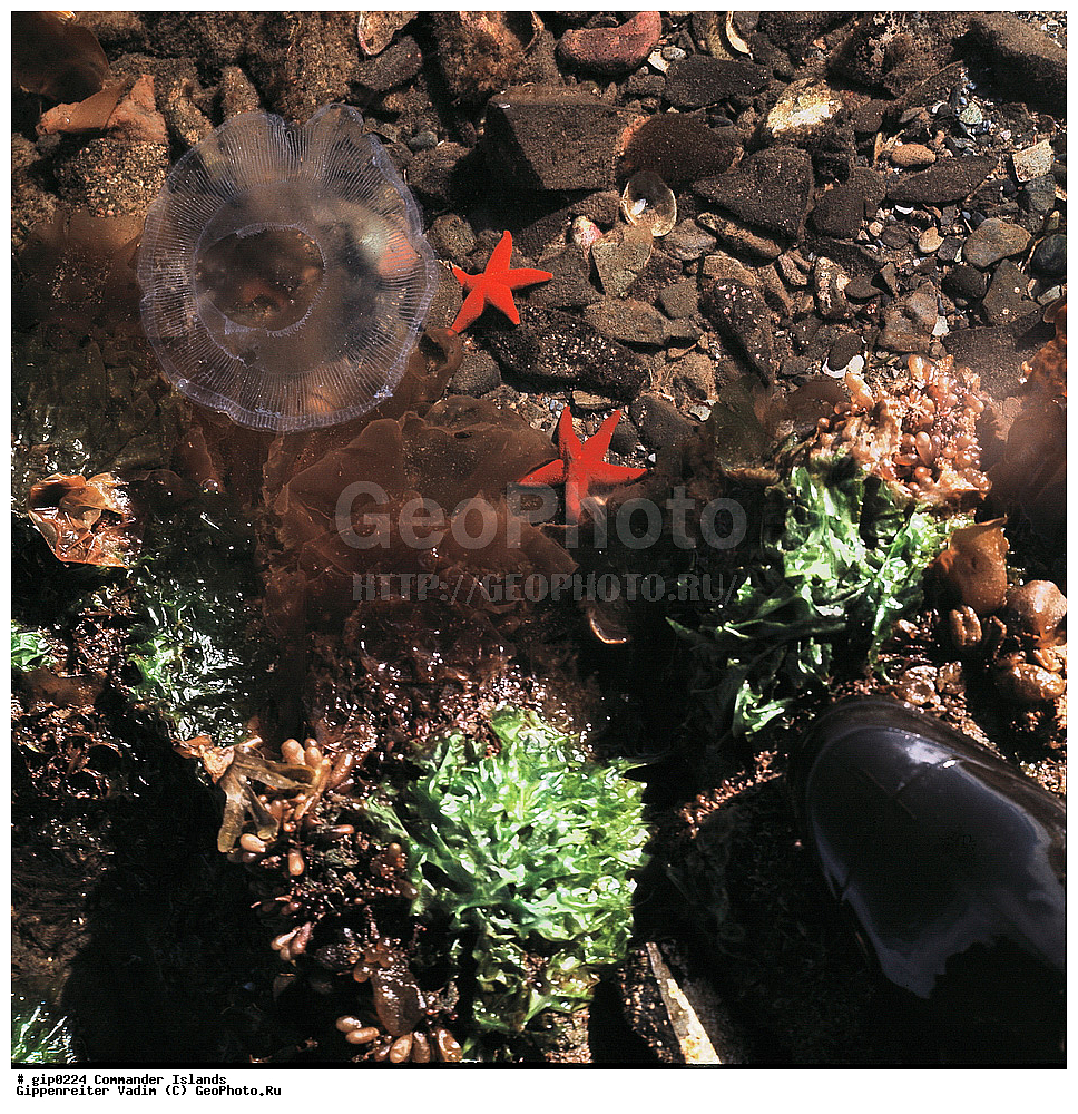 ������������ �������, �������� ����������,  1971 �, ������, ������� ������, ������ �������, ��������� ����, ���� �������, ������� � ������, ��������, ��������, ����� �����, ���������� ���� ������, ���������, ����������, ������������ ����������, ��������� ����