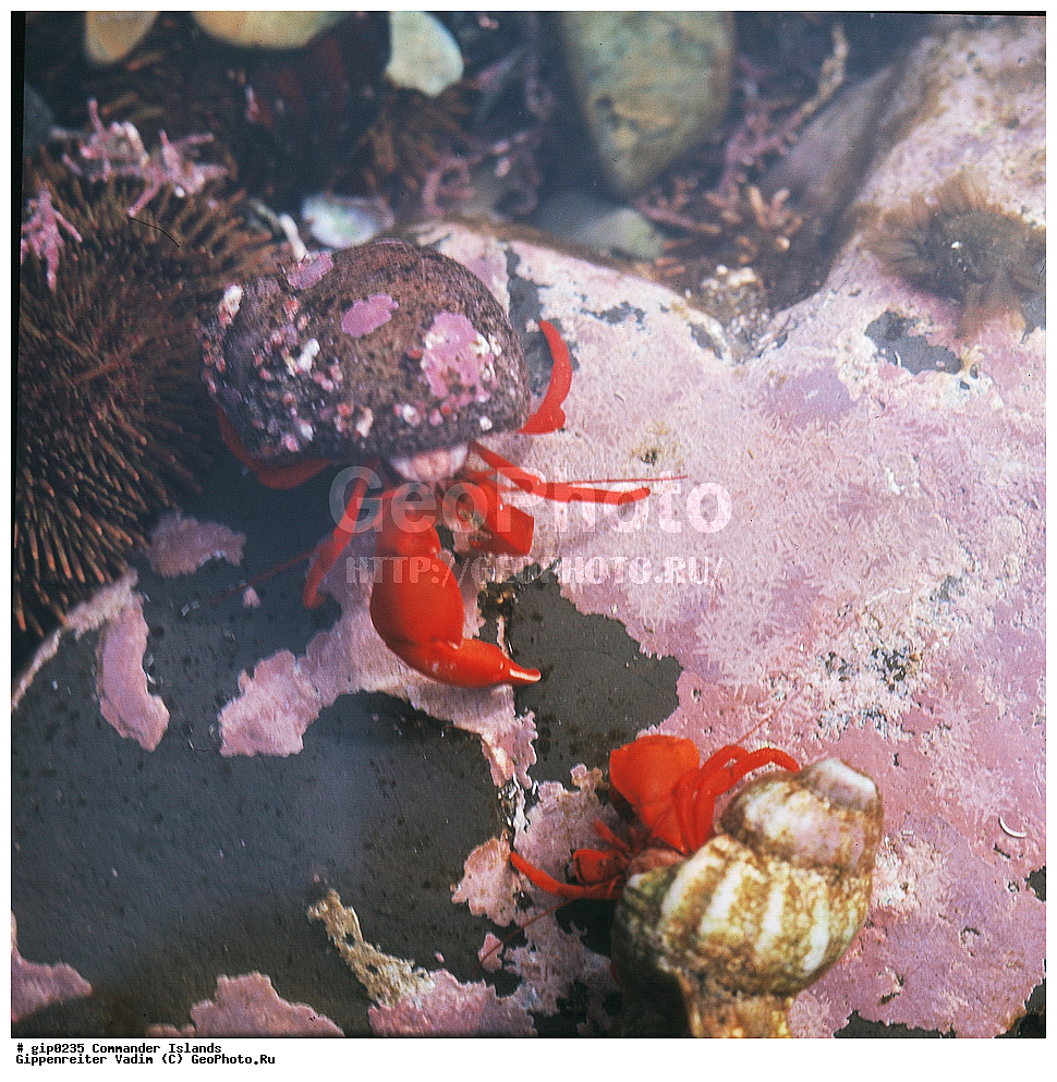 ������������ �������, �������� ����������,  1971 �, ������, ������� ������, ������ �������, ��������� ����, ���� �������, ������� � ������, ��������, ��������, ����� �����, ���������� ���� ������, ���������, ����������, ������������ ����������, ��������� ����