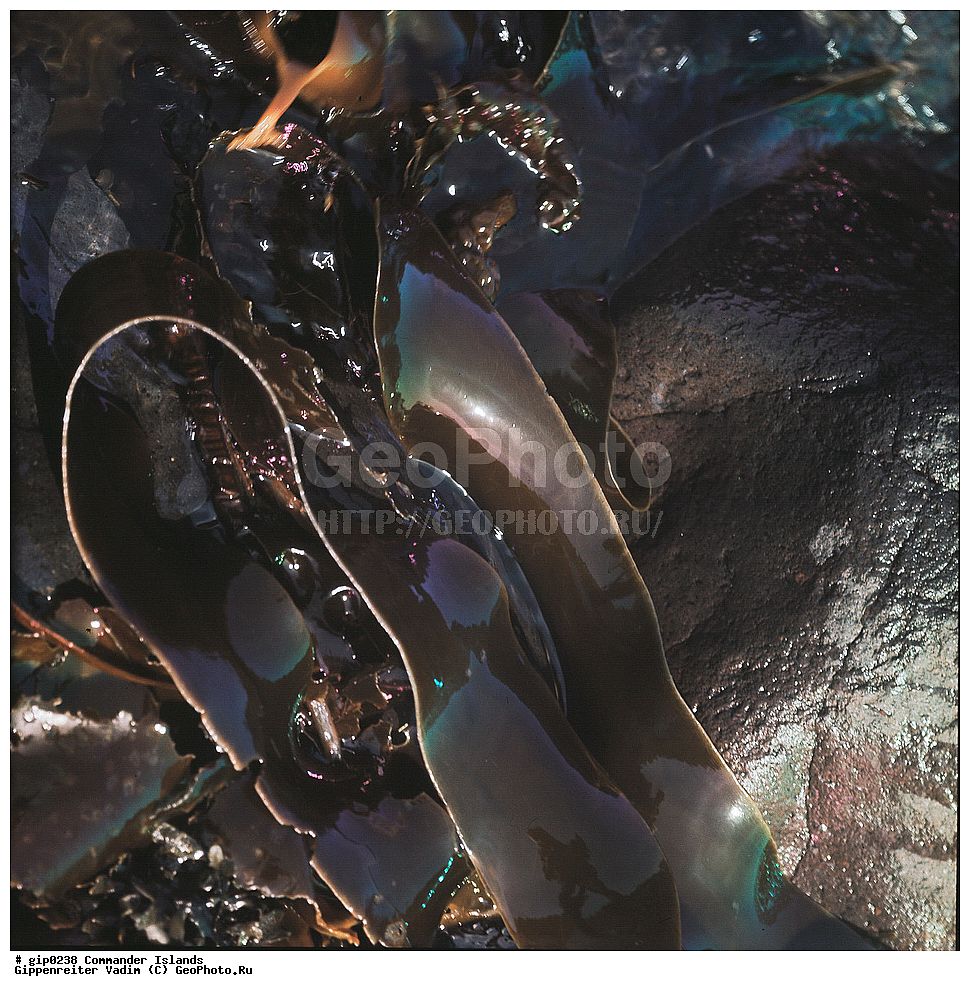 ������������ �������, �������� ����������,  1971 �, ������, ������� ������, ������ �������, ��������� ����, ���� �������, ������� � ������, ��������, ��������, ����� �����, ���������� ���� ������, ���������, ����������, ������������ ����������, ��������� ����