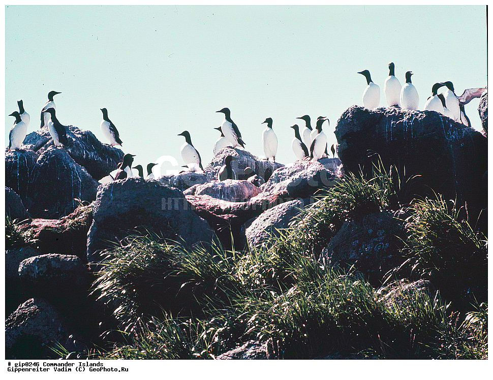 ������������ �������, �������� ����������,  1971 �, ������, ������� ������, ������ �������, ��������� ����, ���� �������, ������� � ������, ��������, ��������, ����� �����, ���������� ���� ������, ���������, ����������, ������������ ����������, ��������, ��������, �����, �����, ��������, �����������, ������� �����, ������� �����, XYZ, ����������, Alcidae, ����������� �����, ������������ �����, Uria aalge, ��������� ����