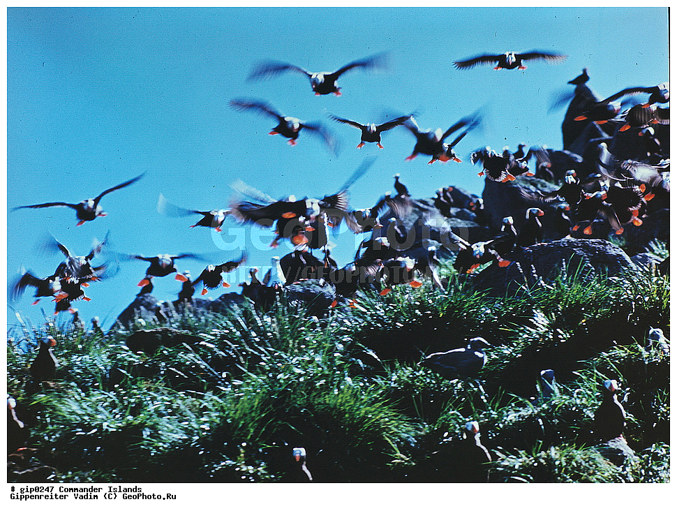 ������������ �������, �������� ����������,  1971 �, ������, ������� ������, ������ �������, ��������� ����, ���� �������, ������� � ������, ��������, ��������, ����� �����, ���������� ���� ������, ���������, ����������, ������������ ����������, ��������, ��������, �����, �����, ��������, �����������, ������� �����, ������� �����, XYZ, ����������, Alcidae, �������, �������, Lunda cirrhata, Fratercula cirrhata, ��������� ����