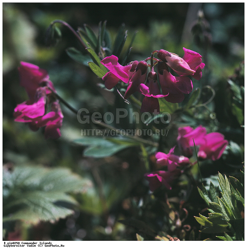 ������������ �������, �������� ����������,  1971 �, ������, ������� ������, ������ �������, ��������� ����, ���� �������, ������� � ������, ��������, ��������, ����� �����, ���������� ���� ������, ���������, ����������, ������������ ����������, ��������� ����