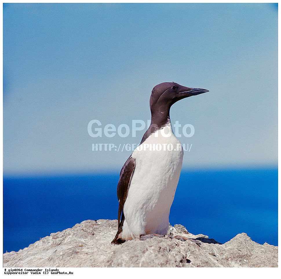 ������������ �������, �������� ����������,  1971 �, ������, ������� ������, ������ �������, ��������� ����, ���� �������, ������� � ������, ��������, ��������, ����� �����, ���������� ���� ������, ���������, ����������, ������������ ����������, ��������, ��������, �����, �����, ��������, �����������, ������� �����, ������� �����, XYZ, ����������, Alcidae, ����������� �����, ������������ �����, Uria aalge, ��������� ����