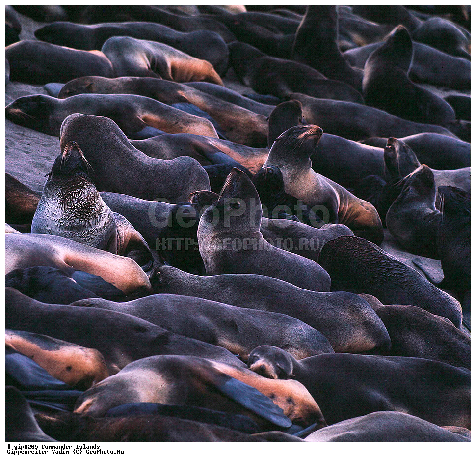 ������������ �������, �������� ����������,  1971 �, ������, ������� ������, ������ �������, ��������� ����, ���� �������, ������� � ������, ��������, ��������, ����� �����, ���������� ���� ������, ���������, ����������, ������������ ����������, ��������, ��������, �������������, �������������, �����, �����, ������� �������������, ������� �������������, ������� �����, ������� �����, XYZ, ������� ������, Otariidae, �������� ������� �����, ������� ���, Callorhinus ursinus, ��������� ����