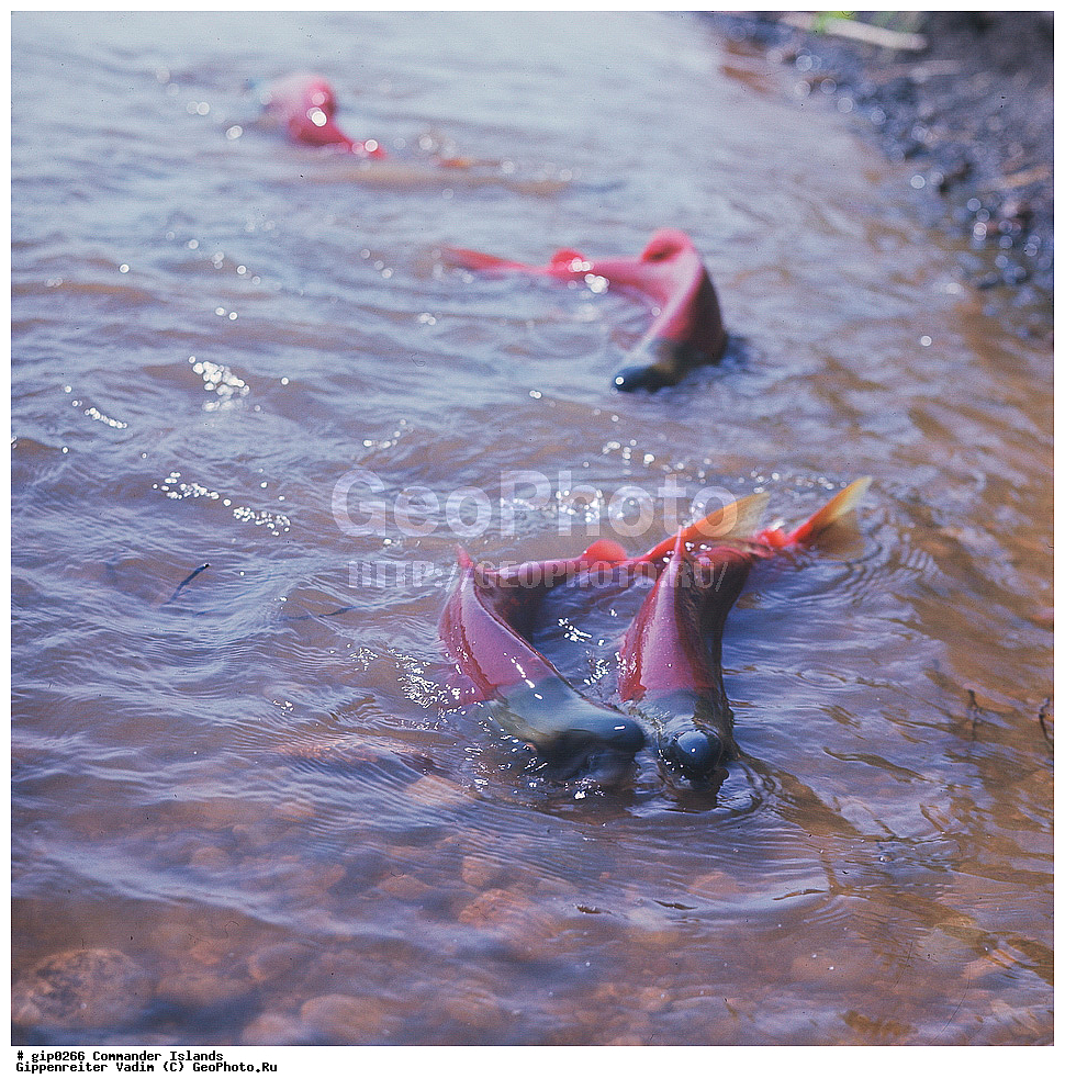 ������������ �������, �������� ����������,  1971 �, ������, ������� ������, ������ �������, ��������� ����, ���� �������, ������� � ������, ��������, ��������, ����� �����, ���������� ���� ������, ���������, ����������, ������������ ����������, ��������, ��������, ����, ����, XYZ, ��������, ���������, Salmonidae, �����, �������, ��������, Oncorhynchus nerka, ��������� ����