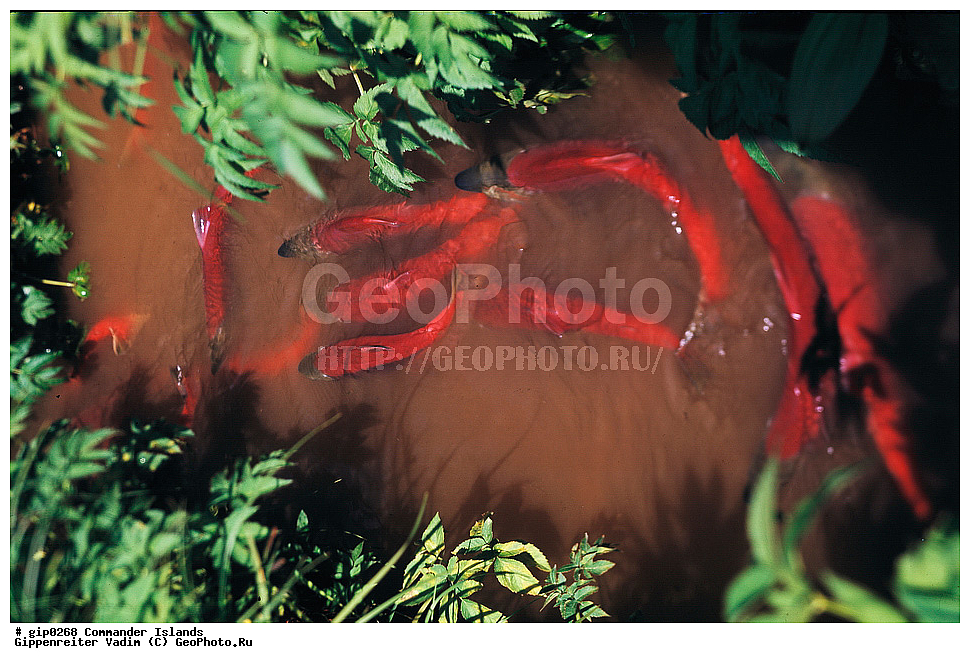 ������������ �������, �������� ����������,  1971 �, ������, ������� ������, ������ �������, ��������� ����, ���� �������, ������� � ������, ��������, ��������, ����� �����, ���������� ���� ������, ���������, ����������, ������������ ����������, ��������, ��������, ����, ����, XYZ, ��������, ���������, Salmonidae, �����, �������, ��������, Oncorhynchus nerka, ��������� ����