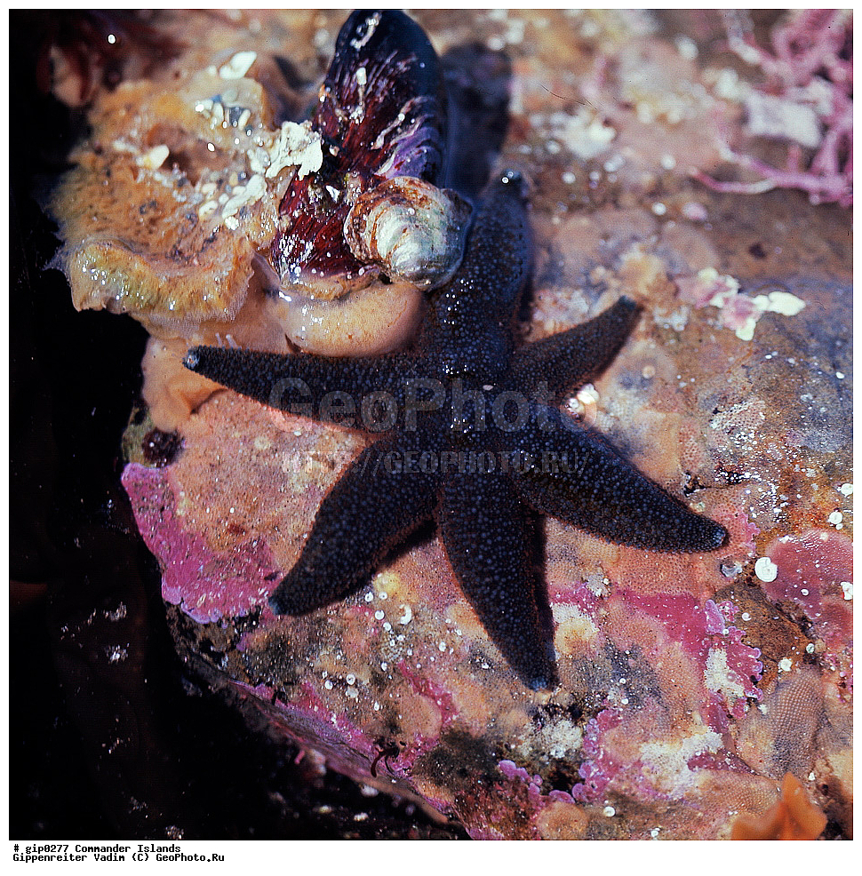 ������������ �������, �������� ����������,  1971 �, ������, ������� ������, ������ �������, ��������� ����, ���� �������, ������� � ������, ��������, ��������, ����� �����, ���������� ���� ������, ���������, ����������, ������������ ����������, ��������� ����