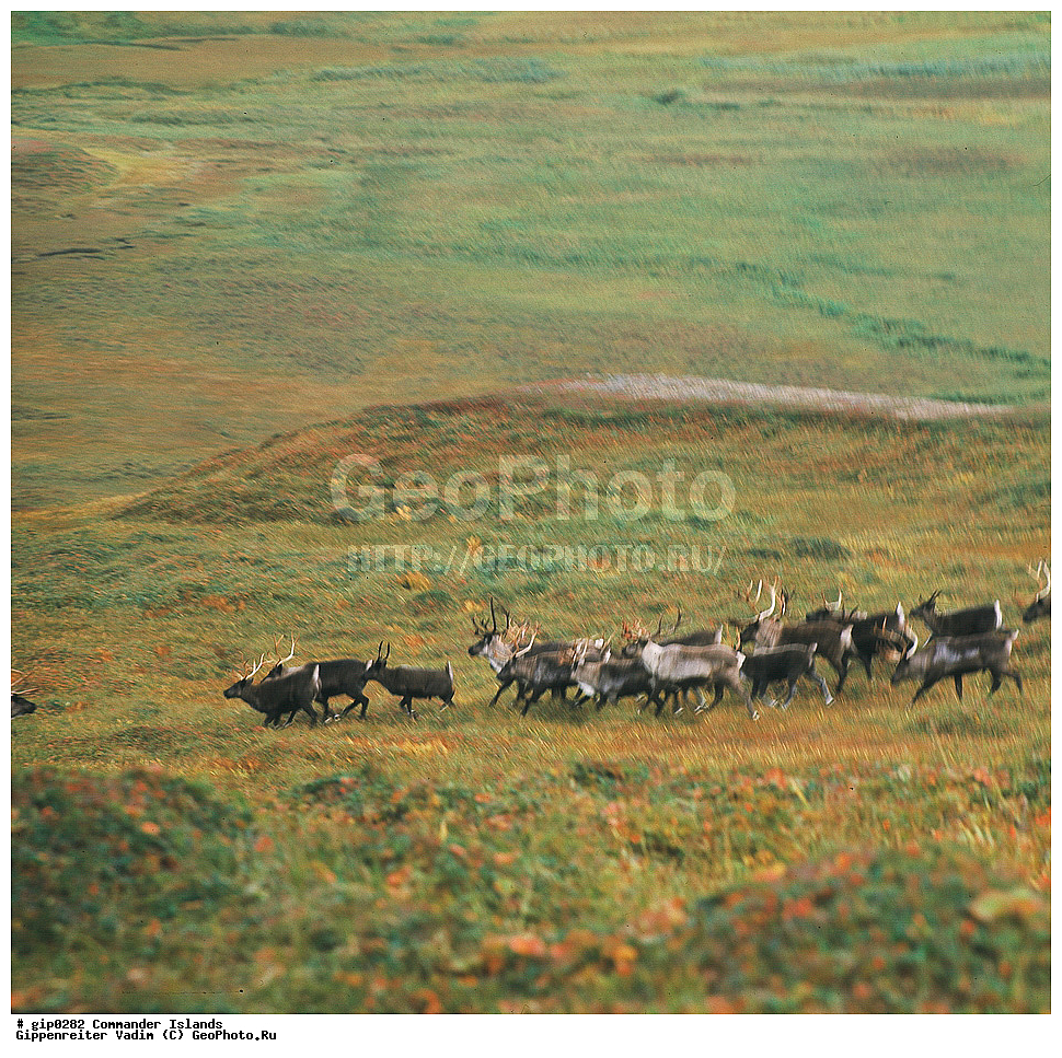 ������������ �������, �������� ����������,  1971 �, ������, ������� ������, ������ �������, ��������� ����, ���� �������, ������� � ������, ��������, ��������, ����� �����, ���������� ���� ������, ���������, ����������, ������������ ����������, ��������� ����