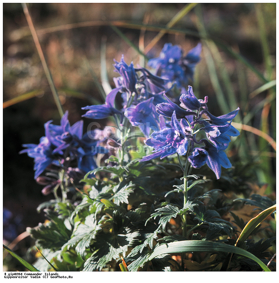 ������������ �������, �������� ����������,  1971 �, ������, ������� ������, ������ �������, ��������� ����, ���� �������, ������� � ������, ��������, ��������, ����� �����, ���������� ���� ������, ���������, ����������, ������������ ����������, ��������� ����