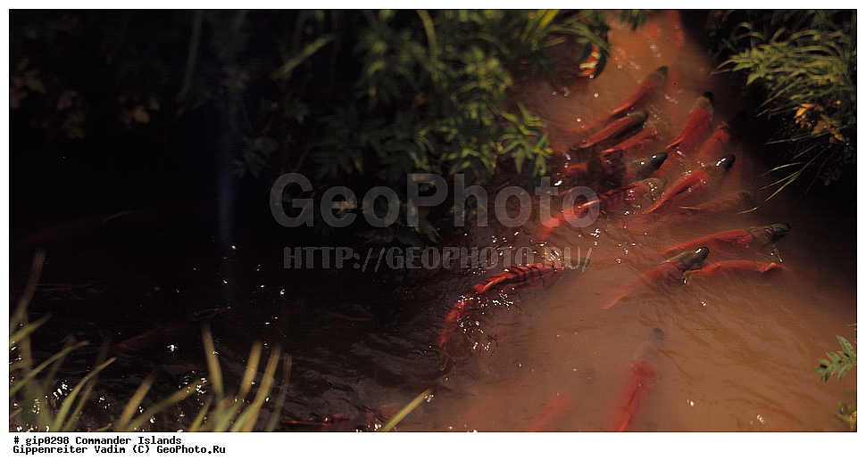 ������������ �������, �������� ����������,  1971 �, ������, ������� ������, ������ �������, ��������� ����, ���� �������, ������� � ������, ��������, ��������, ����� �����, ���������� ���� ������, ���������, ����������, ������������ ����������, ��������� ����