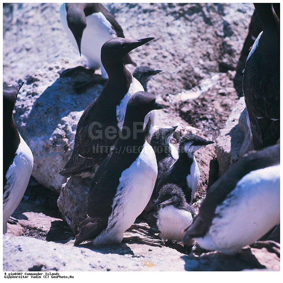 ������������ �������, �������� ����������,  1971 �, ������, ������� ������, ������ �������, ��������� ����, ���� �������, ������� � ������, ��������, ��������, ����� �����, ���������� ���� ������, ���������, ����������, ������������ ����������, ��������, ��������, �����, �����, ��������, �����������, ������� �����, ������� �����, XYZ, ����������, Alcidae, ����������� �����, ������������ �����, Uria aalge, ��������� ����