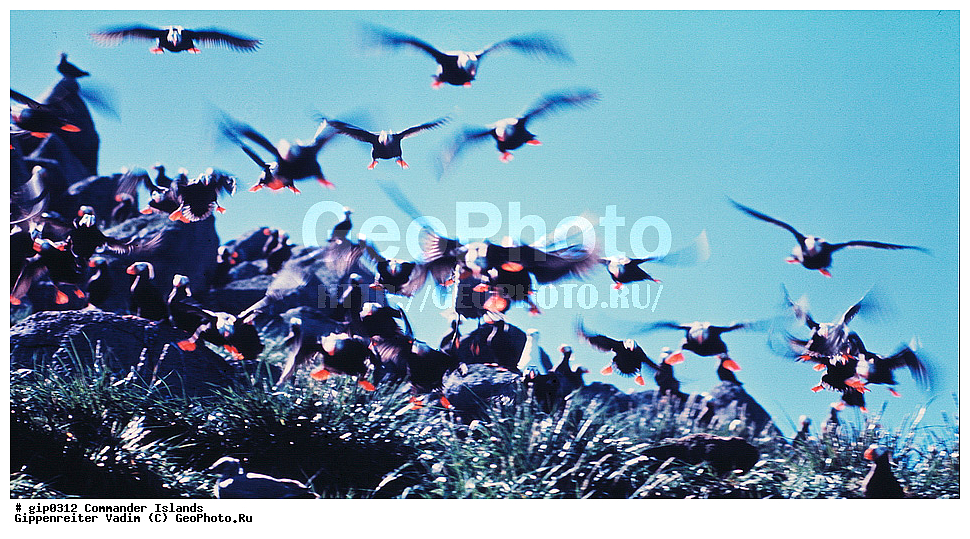 ������������ �������, �������� ����������,  1971 �, ������, ������� ������, ������ �������, ��������� ����, ���� �������, ������� � ������, ��������, ��������, ����� �����, ���������� ���� ������, ���������, ����������, ������������ ����������, ��������, ��������, �����, �����, ��������, �����������, ������� �����, ������� �����, XYZ, ����������, Alcidae, �������, �������, Lunda cirrhata, Fratercula cirrhata, ��������� ����