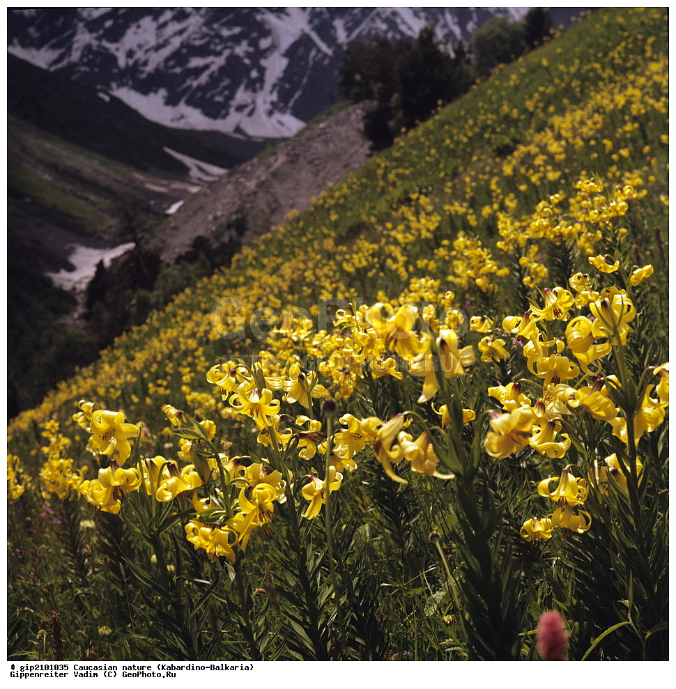 ������, �������, ������������, �������� ������, ���������-��������