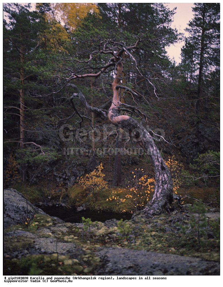 �������, ��������, ������, ������� ����