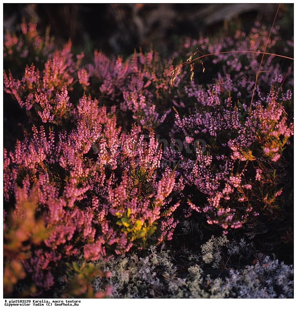 �������, �����-�������