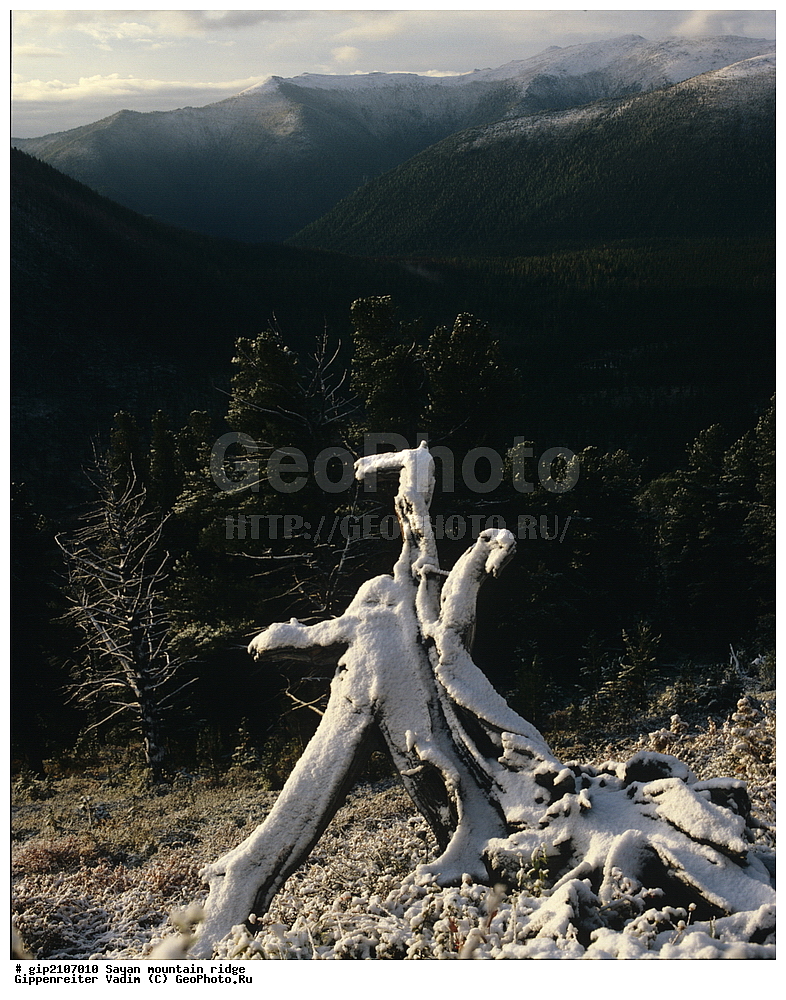 �����, ����, ������ ������