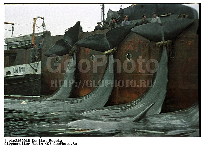 ������, �������� ������, ���������� ��������