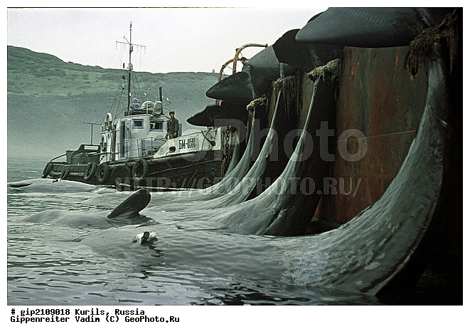 ������, �������� ������, ���������� ��������