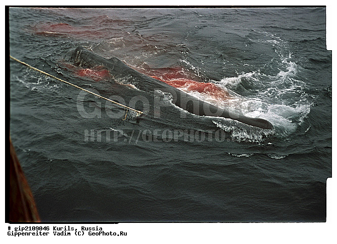 ������, �������� ������, ���������� ��������