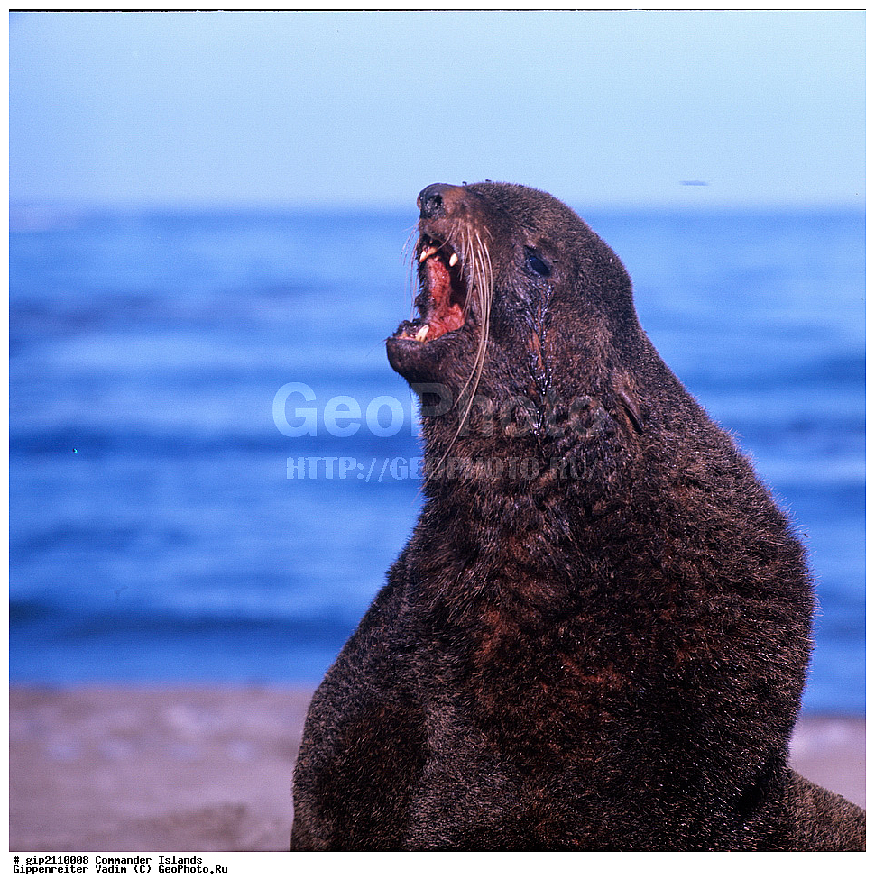 ������������ �������, �������� ����������,  1971 �, ������, ������� ������, ������ �������, ��������� ����, ���� �������, ������� � ������, ��������, ��������, ����� �����, ���������� ���� ������, ���������, ����������, ������������ ����������, ��������, ��������, �������������, �������������, �����, �����, ������� �������������, ������� �������������, ������� �����, ������� �����, XYZ, ������� ������, Otariidae, �������� ������� �����, ������� ���, Callorhinus ursinus, ��������� ����