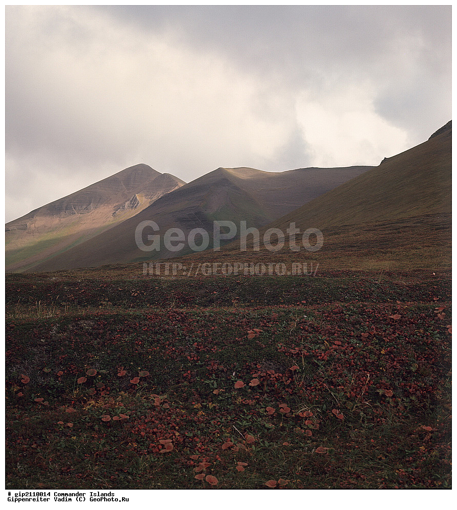 ������������ �������, �������� ����������,  1971 �, ������, ������� ������, ������ �������, ��������� ����, ���� �������, ������� � ������, ��������, ��������, ����� �����, ���������� ���� ������, ���������, ����������, ������������ ����������, ��������� ����