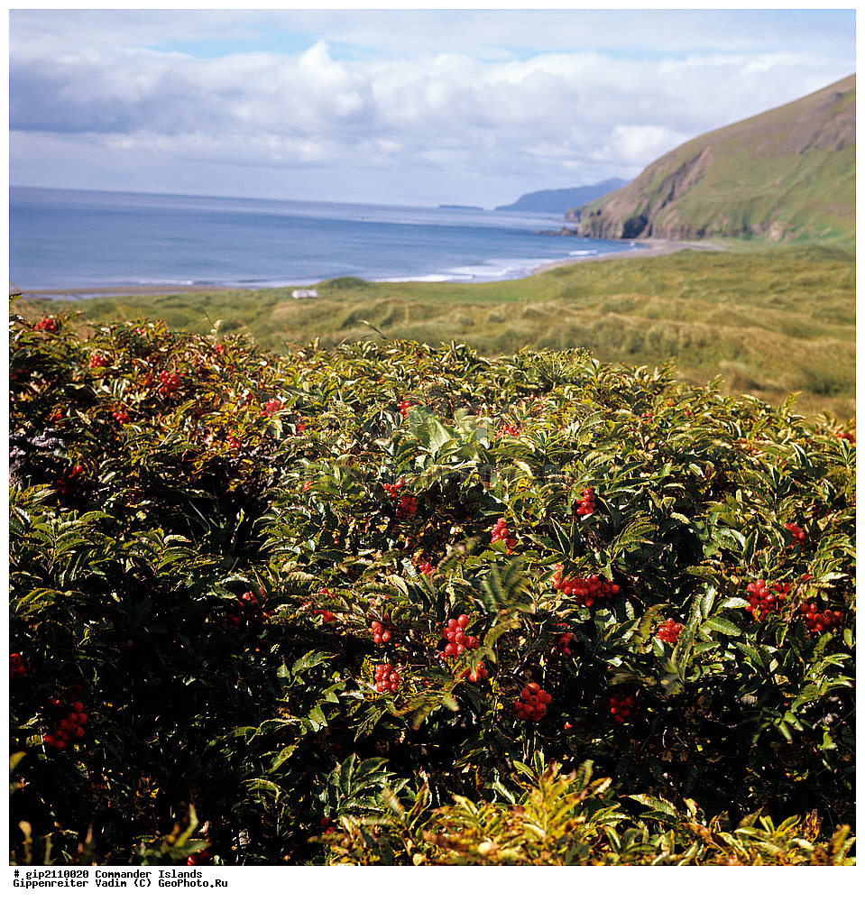 ������������ �������, �������� ����������,  1971 �, ������, ������� ������, ������ �������, ��������� ����, ���� �������, ������� � ������, ��������, ��������, ����� �����, ���������� ���� ������, ���������, ����������, ������������ ����������, ��������� ����