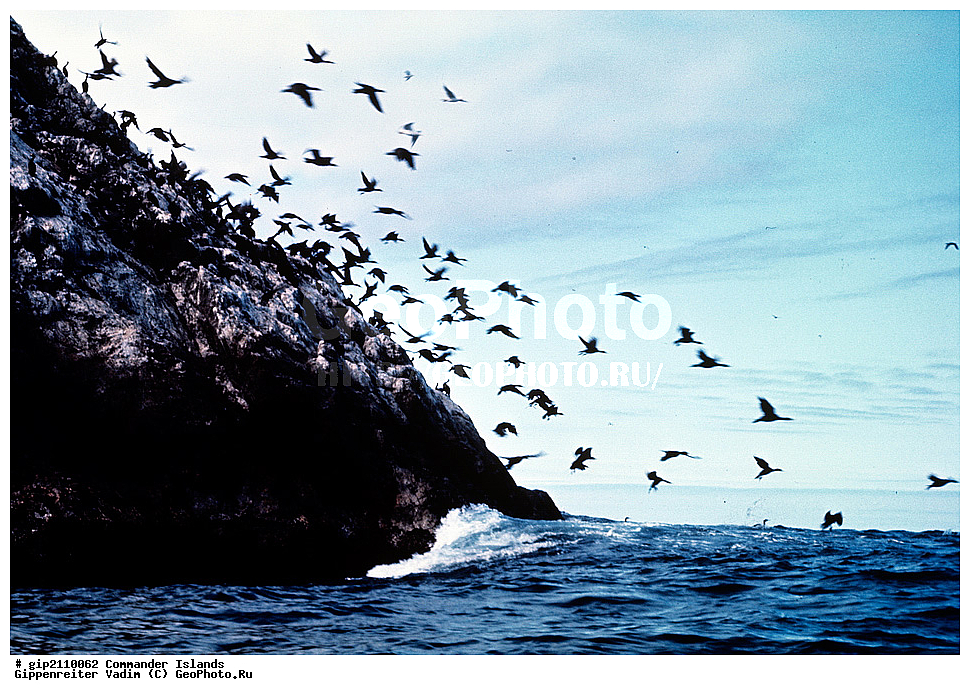 ������������ �������, �������� ����������,  1971 �, ������, ������� ������, ������ �������, ��������� ����, ���� �������, ������� � ������, ��������, ��������, ����� �����, ���������� ���� ������, ���������, ����������, ������������ ����������, ��������, ��������, �����, �����, ��������, �����������, ������� �����, ������� �����, XYZ, ����������, Alcidae, ����������� �����, ������������ �����, Uria aalge, ��������� ����