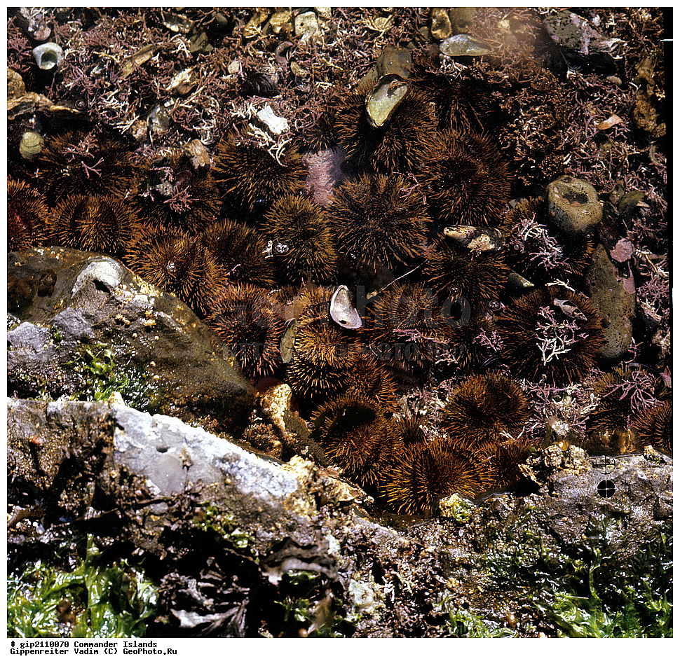 ������������ �������, �������� ����������,  1971 �, ������, ������� ������, ������ �������, ��������� ����, ���� �������, ������� � ������, ��������, ��������, ����� �����, ���������� ���� ������, ���������, ����������, ������������ ����������, ��������� ����