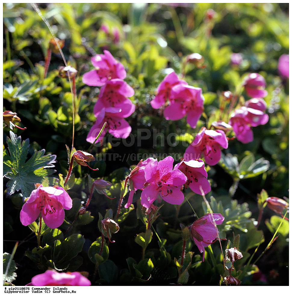 ������������ �������, �������� ����������,  1971 �, ������, ������� ������, ������ �������, ��������� ����, ���� �������, ������� � ������, ��������, ��������, ����� �����, ���������� ���� ������, ���������, ����������, ������������ ����������, ��������� ����, ������ ��������, �����, ���������� ��������, ������������ ��������, ������������ ��������, ������, �����, XYZ, ����������, Ericaceae, ����������� ����������, Rhododendron camtschaticum, ���������, ����������, ������������ ��������, ������������ ��������, ������������, ������������ �����������, �����������, ������������, ���������, �����, ����������