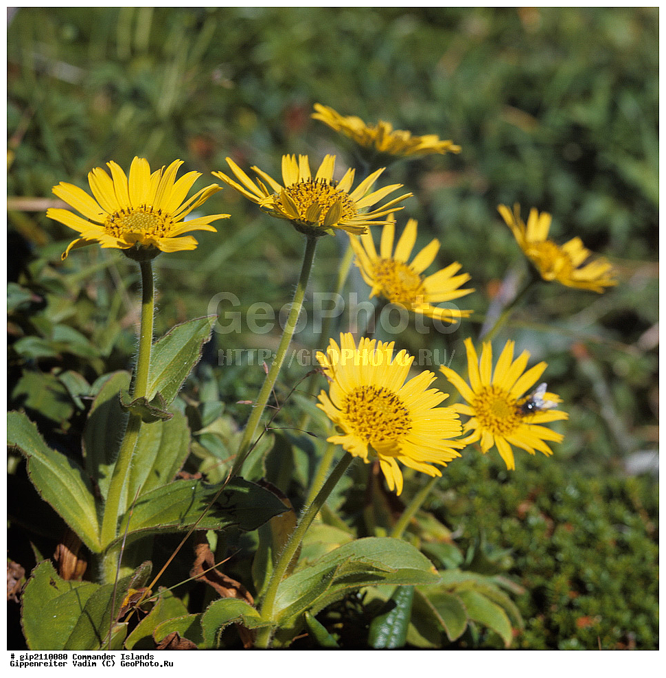 ������������ �������, �������� ����������,  1971 �, ������, ������� ������, ������ �������, ��������� ����, ���� �������, ������� � ������, ��������, ��������, ����� �����, ���������� ���� ������, ���������, ����������, ������������ ����������, ��������� ����