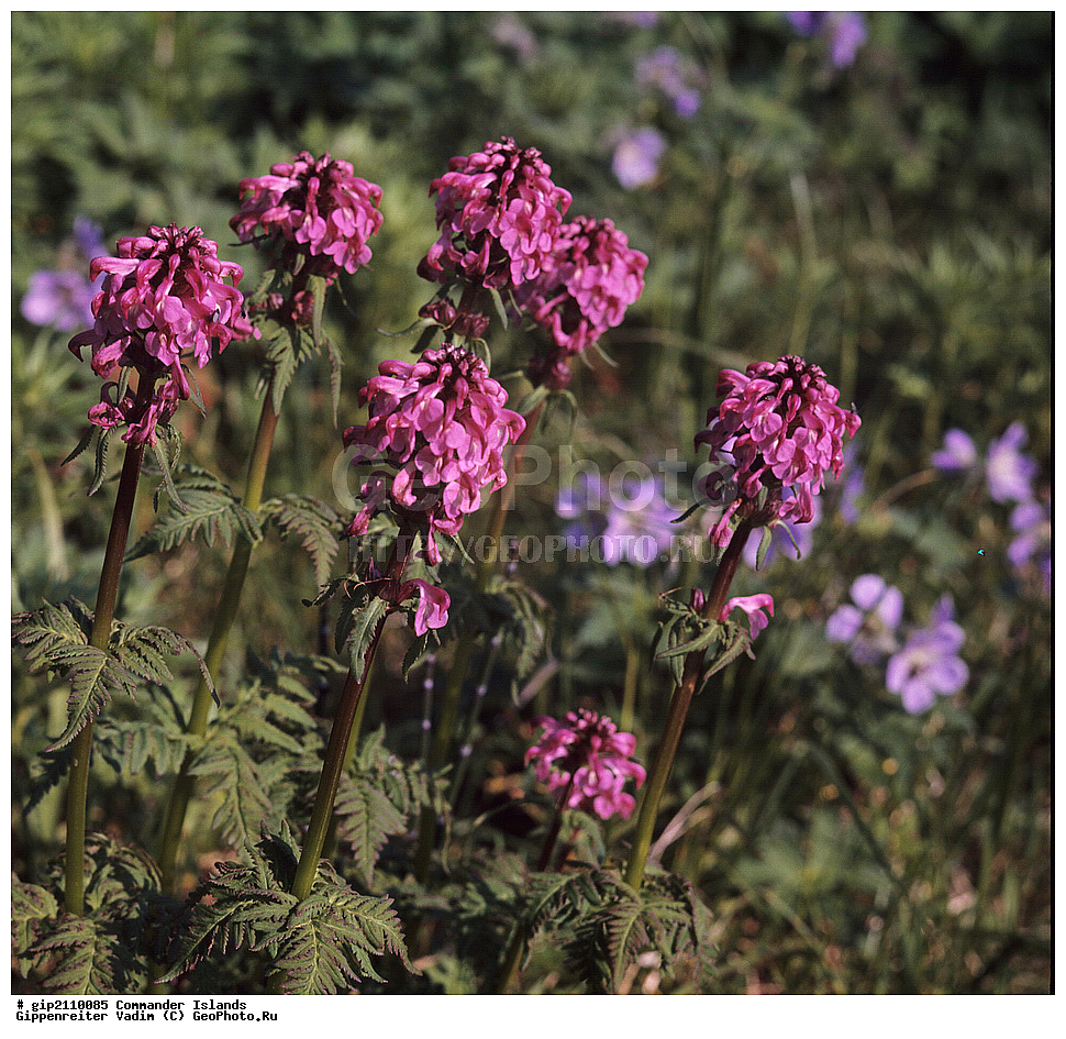 ������������ �������, �������� ����������,  1971 �, ������, ������� ������, ������ �������, ��������� ����, ���� �������, ������� � ������, ��������, ��������, ����� �����, ���������� ���� ������, ���������, ����������, ������������ ����������, ��������� ����