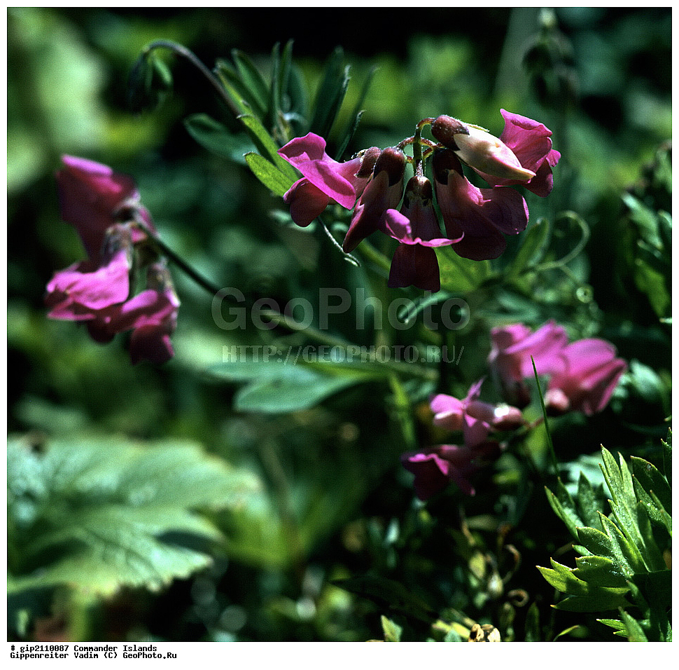 ������������ �������, �������� ����������,  1971 �, ������, ������� ������, ������ �������, ��������� ����, ���� �������, ������� � ������, ��������, ��������, ����� �����, ���������� ���� ������, ���������, ����������, ������������ ����������, ��������� ����